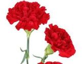 Flores12