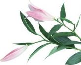Flores21