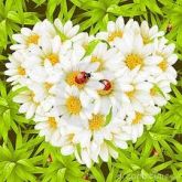 Flores33