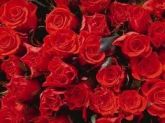 Flores48