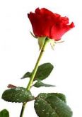 Flores43