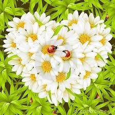 Flores33