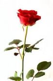 Flores47