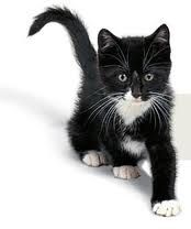gato