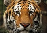 Tigre