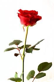 Flores47