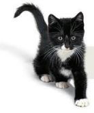 gato