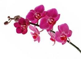 Flores38