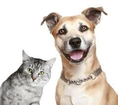 Gatinho e cachorrinho